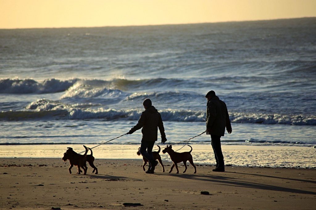 People walking with their pet dogs on a beach