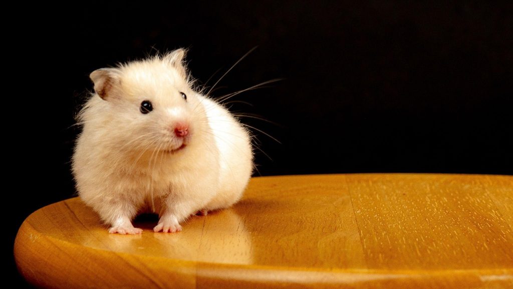 White hamster on a brown wooden table