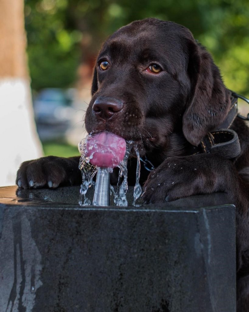 keep dogs hydrated