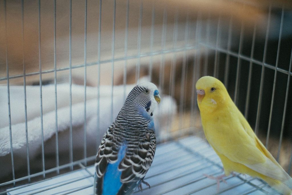 yellow and blue pet birds inside the cage